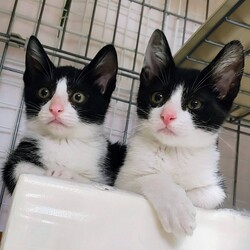 保護ねこ☆小さな譲渡会 サムネイル3