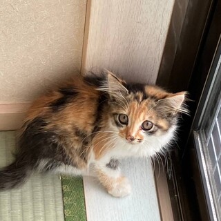 長毛ミケちゃん　モンロー