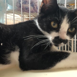 （里親様決定）人馴れ上々なチョビ髭ちゃん^_^