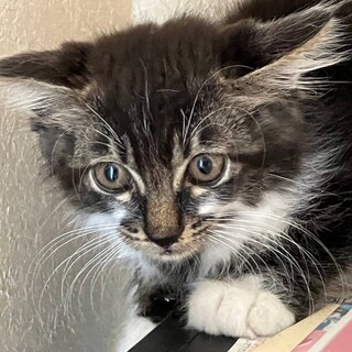 キジ白長毛　ギズモくん