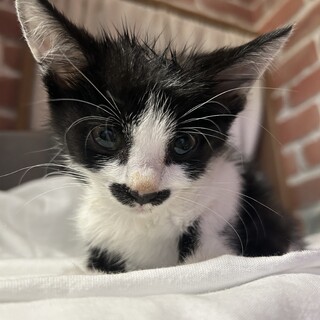 ちょび髭子猫　里親急募！