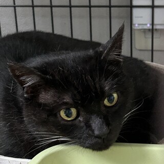 おばあさんが入院、施設へ。黒猫の男の子・約５〜６歳