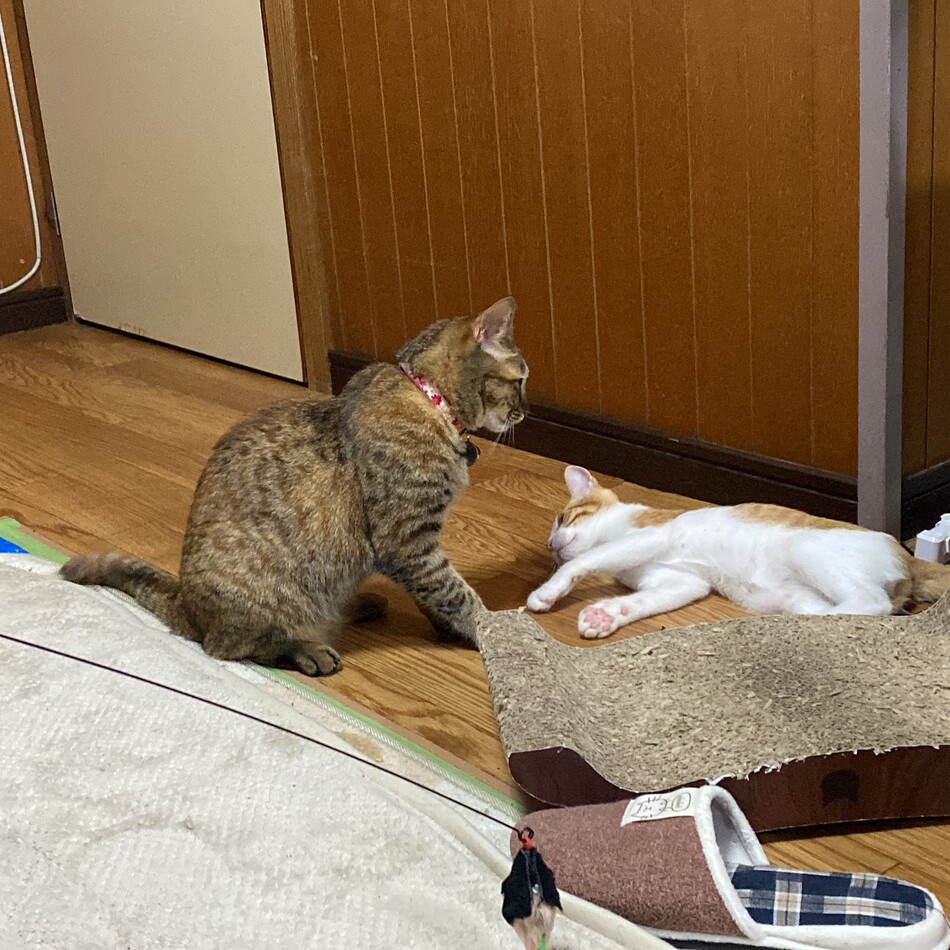 虎太郎のカバー写真