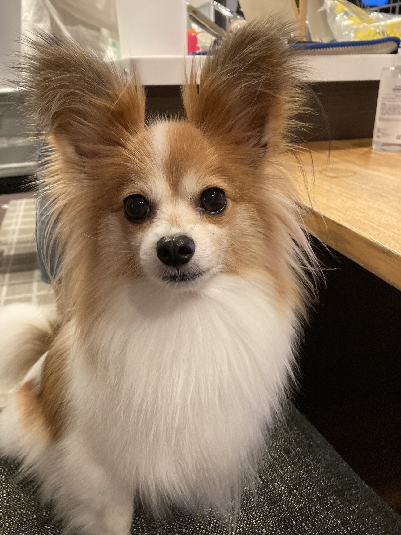 パピヨン9歳メス おとな」広島県 - 犬の里親募集(493532) :: ペット