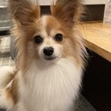 パピヨン9歳メス　おとなしい子です