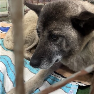 可愛い表情ベラちゃん❗️大柄な女の子