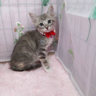 ♫パステル4姉妹　小麦ちゃん♬