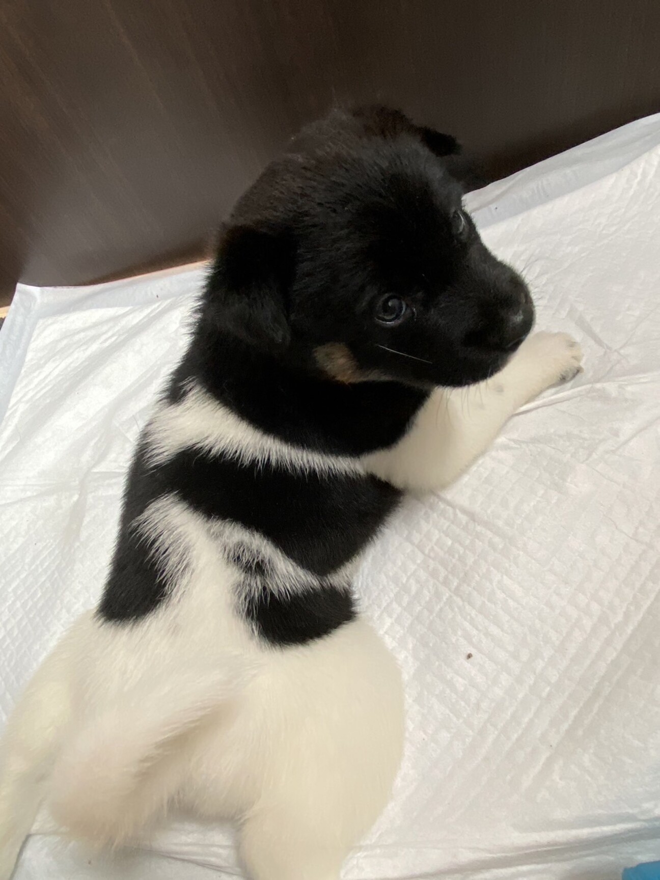 募集一旦停止⭐︎人大好き...」栃木県 - 犬の里親募集(493544 