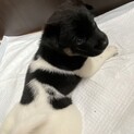募集一旦停止⭐︎人大好きギャオスくん