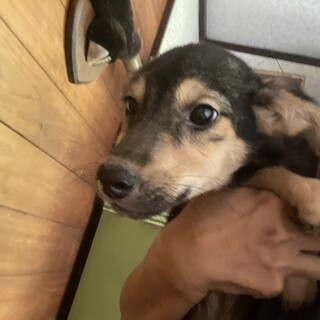 保護犬を迎えませんか？♀