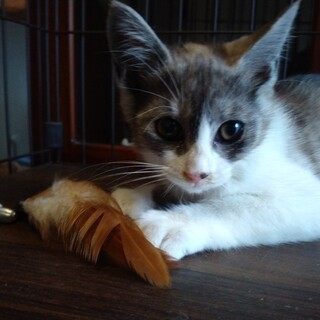 人懐っこく好奇心旺盛オス子猫の里親募集！