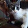 人懐っこく好奇心旺盛オス子猫の里親募集！ サムネイル3