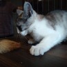 人懐っこく好奇心旺盛オス子猫の里親募集！ サムネイル4