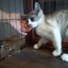 人懐っこく好奇心旺盛オス子猫の里親募集！ サムネイル5