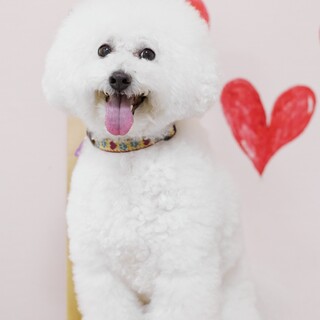 ビジョンフリーゼのフラン！随時お見合いできます！