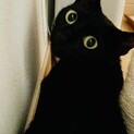 美猫　黒猫ちゃん