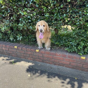 木陰からひょこっと笑