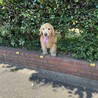 木陰からひょこっと笑