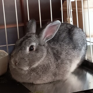 急募！うさぎ　グレー里親募集