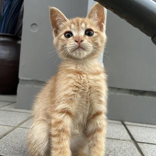 甘えん坊茶トラ君！