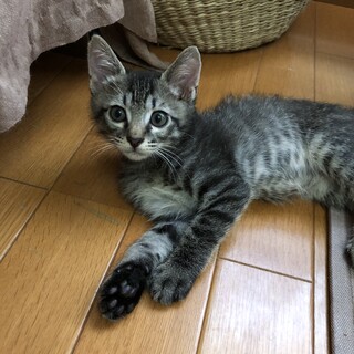元気で優しい男の子です。