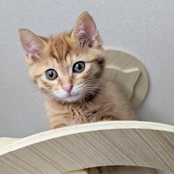 猫の譲渡会 @レンタルスペースぽぽらーと サムネイル2