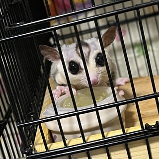 フクロモモンガ男の子と女の子 里親募集致します！