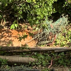 命を頂くという事(ジビエ)