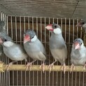 シルバー文鳥の若鳥達です