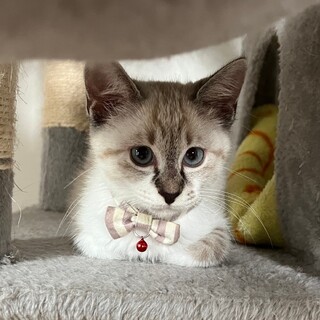 【7/15譲渡会】美猫で甘えんぼのディル♪