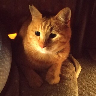 大きい穏やかムクムク茶トラズ②あゆむ君3歳