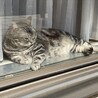 の写真