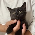 可愛い黒子猫と優しいサビママ