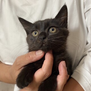 可愛い黒子猫と優しいサビママ