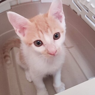 【10/13譲渡会】優しい食いしんぼう♪てんてん君