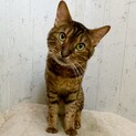 お顔とベンガル柄がとても綺麗な男の子♪