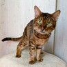お顔とベンガル柄がとても綺麗な男の子♪ サムネイル2