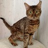 お顔とベンガル柄がとても綺麗な男の子♪ サムネイル3