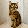 お顔とベンガル柄がとても綺麗な男の子♪ サムネイル4