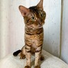 お顔とベンガル柄がとても綺麗な男の子♪ サムネイル5