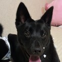 生後半年のわんちゃんです