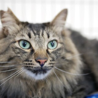 ナデナデ大好きなモップくん