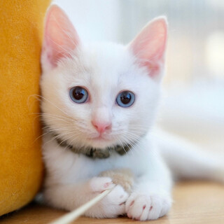 オンブル♡家族ができました