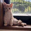 小柄な子です。