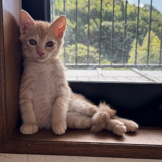 小柄な子です。