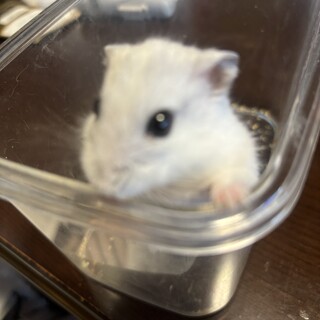パールハムスター　女の子