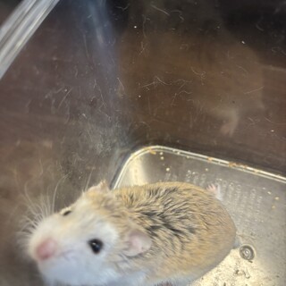 ロボロフスキー　女の子