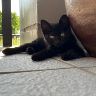 愛らしい黒猫ちゃん！