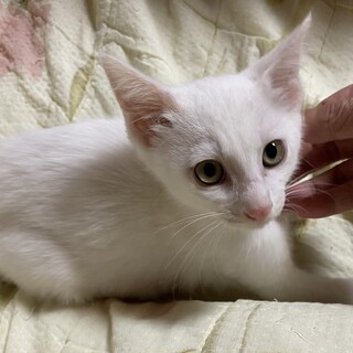 8/21ハクくん譲渡決定有り難うございます