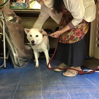 【相談中】モモちゃん里親さん募集中です